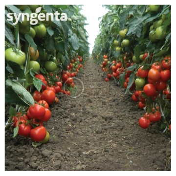 Panekra F1 (500 seminte) tomate crestere nedeterminata timpurii, Syngenta - Img 2
