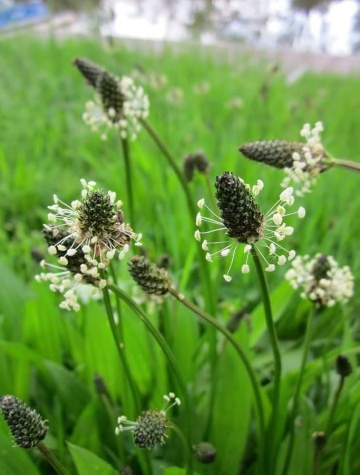 Patlagina (100 seminte) English Plantain - Plantago lanceolata, planta medicinala cu efect antiinflamator, Saflax - Img 3