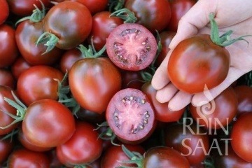 Paul Robson BIO (25 seminte) tomate cu pulpa groasa, gust dulce, colorate cu verde-violet, ReinSaat - Img 5