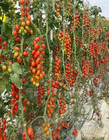 Pendragon F1 (100 seminte) tomate mini-prunisoare nedeterminate, rezistente la boli, foarte gustoase, Hazera - Img 3