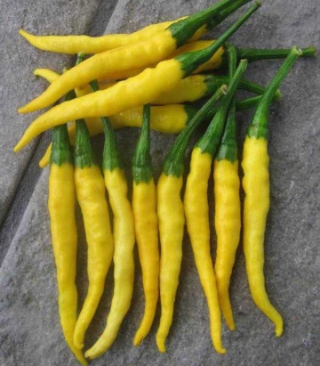 Picante Giallo (0.3 grame) seminte de ardei iute, ChemyFarm