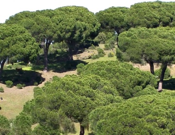 Pin Mediteranean (6 seminte) Stone Pine - Pinus pinea, ace moi, culoare verde inchis, Saflax - Img 4