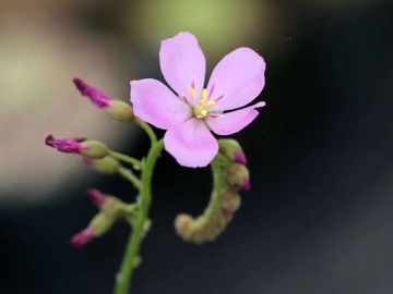 Planta Carnivora - African Sundew (10 seminte) Drosera capensis, ideala pentru atragerea mustelor de fructe, Saflax - Img 8