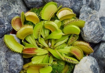 Planta Carnivora - Venus Fly Trap (10 seminte) Dionaea muscipula, frunze mobile, capcane de insecte, Saflax - Img 5