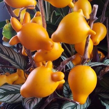 Planta Uger de Vaca (10 seminte) Love Apple - Solanum mammosum, flori mov, fructe decorative cu forma interesanta, Saflax - Img 3