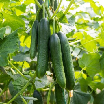 Politana F1 (20 seminte) hibrid castravete lung timpuriu, gust excelent pentru salate, ChemyFarm - Img 1