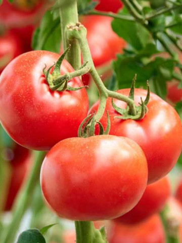 Poranek (300 seminte) tomate timpurii, rezistenta ridicata la temperaturi scazute, PlantiCo - Img 1