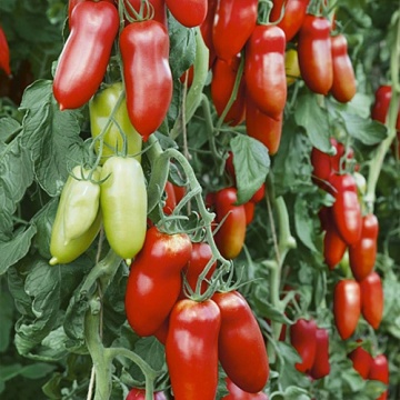 Pozzano F1 (250 seminte) seminte rosii nedeterminate tip San Marzano, tomate alungite productive, gust excelent, rezistente la boli, Enza Zaden - Img 3