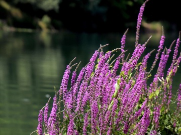 Rachitan (1000 seminte) Blutweiderich - Lythrum salicaria, planta medicinala si melifera cu rol antibiotic, antidiareic, Saflax - Img 3