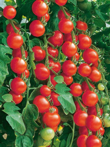 Red Cherry F1 (150 seminte) de tomate cherry hibrid nedeterminat, greutate fruct 20-25 gr, Prima Sementi - Img 1