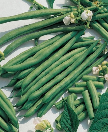 Rimember (50 gr) seminte fasole pitica, pastai verde inchis cilindrice fara ate, Kertimag