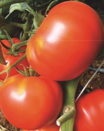 Roker (1500 seminte) tomate pentru camp soi sarbesc, Superior Seeds - Img 4
