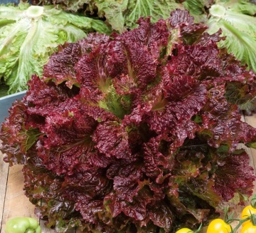 Rosela (700 seminte) salata frunze crete, culoare rosu inchis, Seklos - Img 2