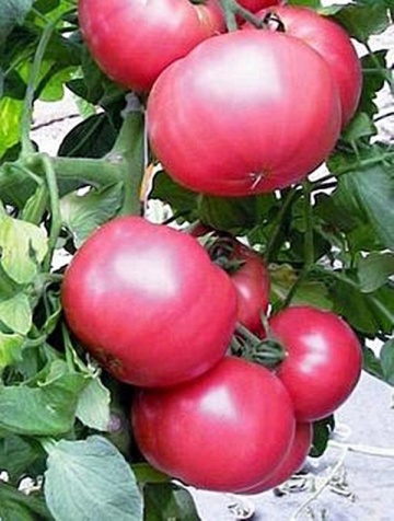 Roselady F1 (30 seminte) rosii roz semitimpurii semideterminate, randament ridicat, dulci, aromate, Seklos - Img 3