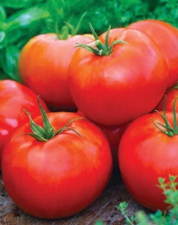 Rosii Ace (1500 seminte) tomate mediu-timpurii gustoase, pentru sera sau aer liber, Opal