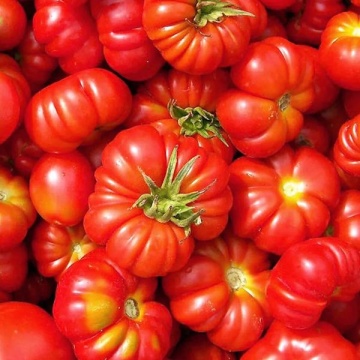 Rosii Bio Pantano Romanesco (30 seminte), tomate eco mari, nedeterminate, Seklos