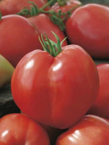 Rosii Inima de Bou Rosu (60 seminte) tomate soi rustic fructe mari, semideterminate, Agrosem - Img 3