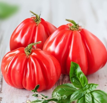 Rosii Pearson sel d'Albenga (90 seminte), tomate cu fructe mari in forma de para tip Albenga tip Beef, Prima Sementi - Img 7
