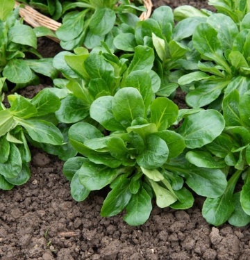 Roszponka-Valerianella locusta (100 gr) seminte Salata Mielului-Fetica frunze aromate, rezistenta la inghet, Toraf