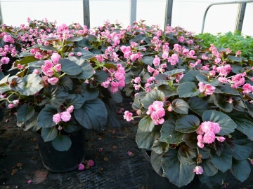 Rozine Feja F1 (30 seminte) Begonia semperflorens hybrid flori bogate roz, Sekluva - Img 3