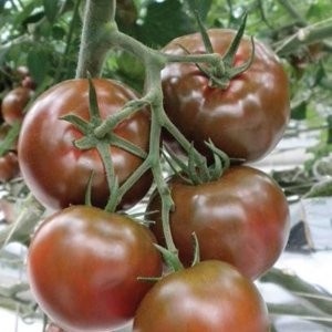 Sacher F1 (100 seminte) tomate negre nedeterminate extratimpurii pentru sere, Yuksel Turcia