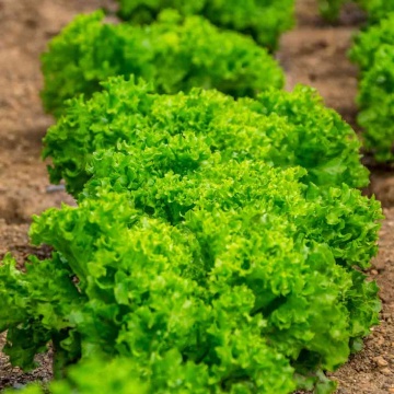Salad Bowl BIO (800 seminte) salata verde BIO, frunze crete, regenerabile, Seklos - Img 3