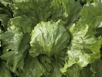 Saula (5000 seminte) drajate de salata tip Iceberg ce se pot cultiva in camp primavara si toamna cu forma spectaculoasa si foarte rezistente la caldurile din luna iulie si august, Enza Zaden