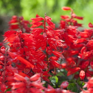 Scarlet Piccolo (90 seminte) Salvia splendens pitica, flori rosu aprins, Seklos - Img 1