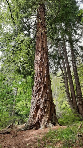 Sequoia de Coasta (50 seminte) Coastal Redwood - Sequoia sempervirens, copac gigant, conifer foarte inalt, Saflax - Img 3