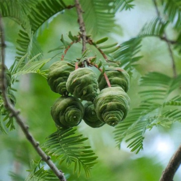 Sequoia Zorilor (60 seminte) Dawn Redwood - Metasequoia glyptostroboides, arbore pe cale de disparitie, preistoric, Saflax - Img 8