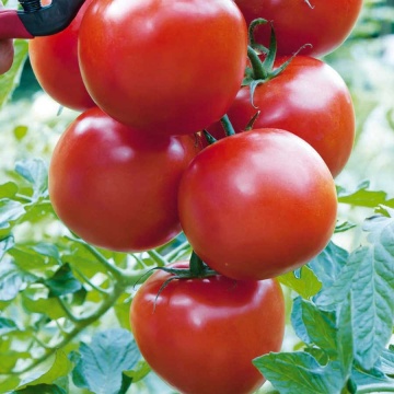 Serrat F1 (10 seminte) tomate "vita de vie" timpurii, nedeterminate, Buzzy