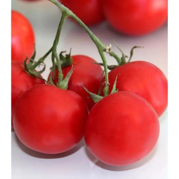 Siccagno F1 (100 seminte) rosii cherry semitimpurii determinate, rezistente la seceta, La Semiorto Sementi - Img 4