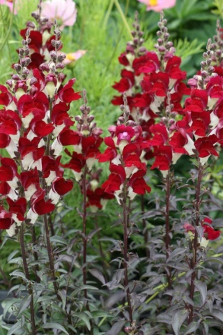 Snapdragon Night & Day (0.6 gr) seminte Gura Leului flori bogate, albe-rosii, Legutko - Img 2