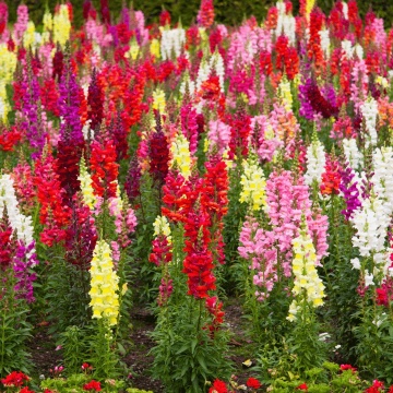 Snapdragon Rainbow (3500 seminte) Gura Leului flori bogate, multicolore, Seklos - Img 5