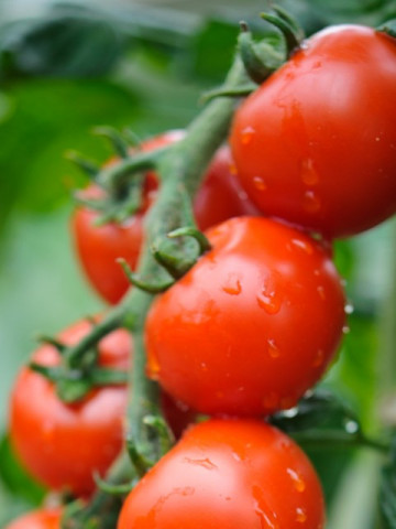 Spencer (30 seminte) de tomate cherry soi gustos, Seklos - Img 2