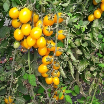 Star Gold F1 (500 seminte) rosii cherry galbene timpurii nedeterminate, gust foarte dulce, Esasem - Img 2