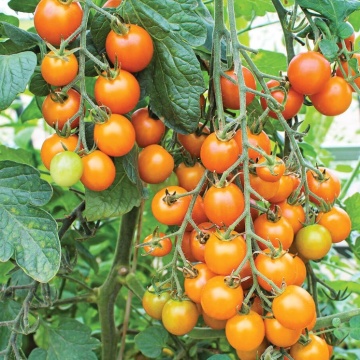 Sungold F1 (4 seminte) rosii cherry nedeterminate foarte dulci, galben-aurii, randament ridicat, Sperli - Img 2