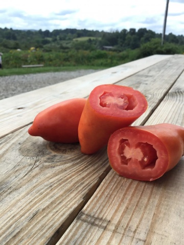 Tiren F1 (250 seminte) rosii tip San Marzano, nedeterminate semitimpurii, Profit Seeds