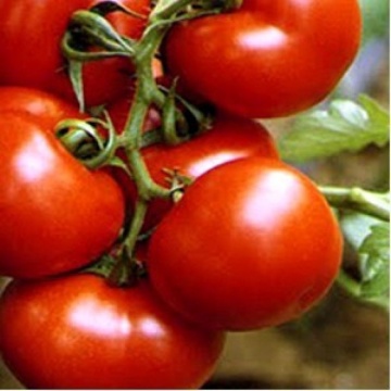 Tomate Buzau 4 (60 seminte) seminte de rosii de la Agrosem