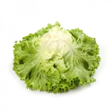 Tourbillon (1000 seminte) drajate de salata tip Batavia ce se preteaza a fi cultivata cu primavara devreme si pana toamna cu frunze verde deschis si aspect excelent, Rijk Zwaan