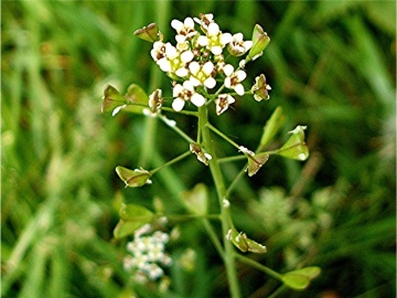 Traista Ciobanului (1000 seminte) Shepherd's Purse - Capsella Bursa pastoris, planta medicinala antiseptica, cicatrizanta, antiinflamatoare, Saflax - Img 2