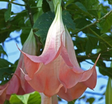Trompeta Ingerilor roz (10 seminte) Angel's Trumpet Pink - Brugmansia suaveolens, flori mari roz parfumate, inflorire abundenta, Saflax - Img 7