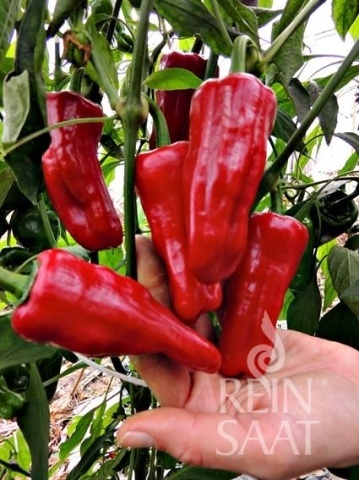 Turkischer Gewurzpaprika BIO (30 seminte) ardei iute alungit, coaja subtire, gust fructat, pentru boia iute, ReinSaat