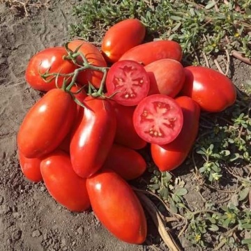 Tygo F1 (1000 seminte) rosii prunisoare timpurii determinate, consum proaspat sau procesat, Nongwoo Bio