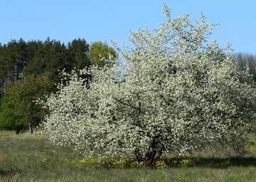 Visin Turcesc (30 seminte) Mahaleb Cherry - Prunus mahaleb, flori albe, parfumate, lemn parfumat, Saflax - Img 4