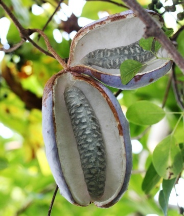 Vita de Ciocolata (10 seminte) Chocolate Wine - Akebia quinata, planta cataratoare, flori cu parfum de cacao, fructe comestibile, dulci, Saflax - Img 6