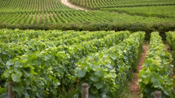 Vita de vie Grasa de Cotnari, butas de vita de vie soi romanesc din Transilvania, cu struguri galben-verzui si gust caracteristic, regasit si in vin, Yurta - Img 3