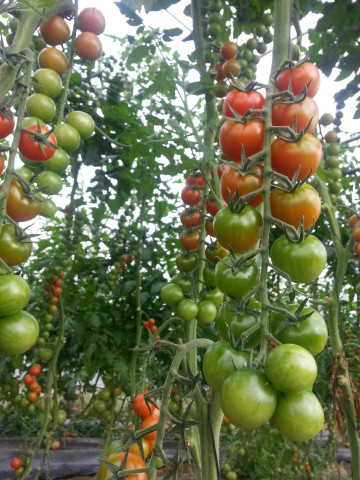 Wanda F1 (250 seminte) tomate cherry nedeterminate, Profit Seeds - Img 1