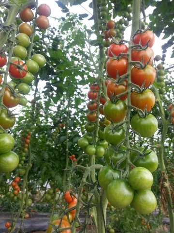 Wanda F1 (250 seminte) tomate cherry nedeterminate semitimpurii, Profit Seeds