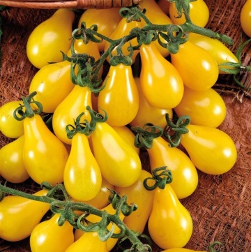 Yellow Pearshaped Snack (150 seminte) rosii timpurii galbene cu fructe mici pentru salata, tip para, Agrosel - Img 2